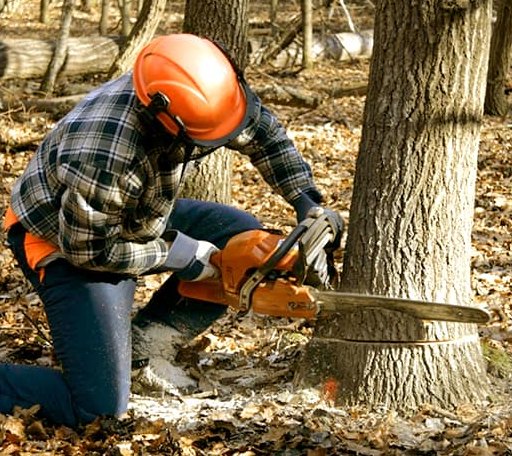 Tree Removal in Windom, KS